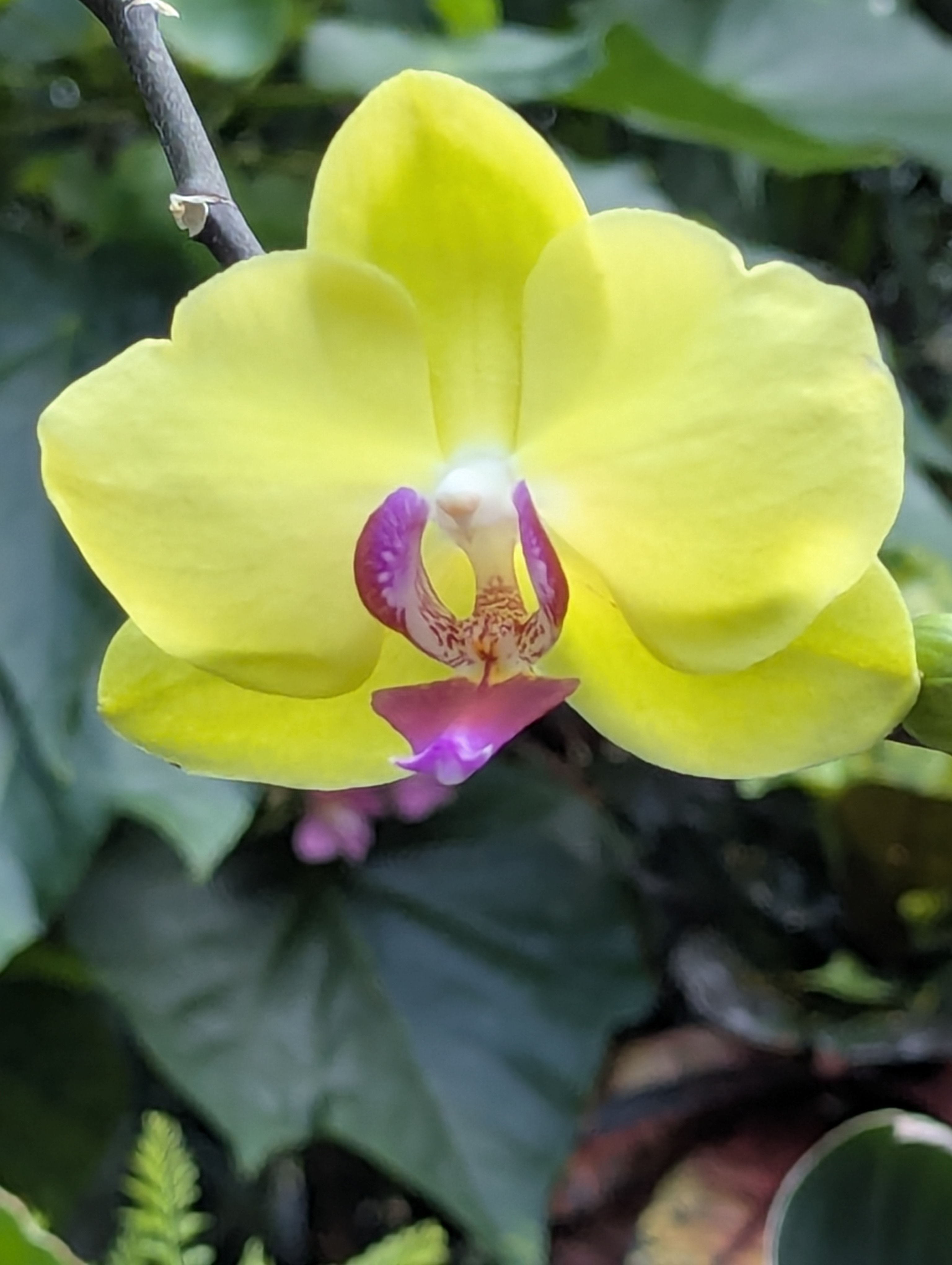 Birthday Trip to Canada, Edmonton, Pyramids, Muttart Observatory